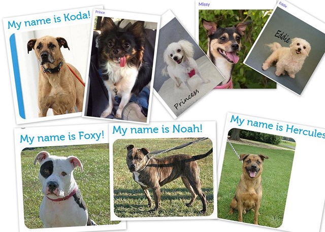 pics pet adoption websize.jpg